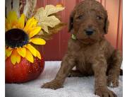 Adorables cachorros Goldendoodle machos y hembras disponibles para adopción