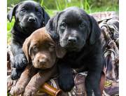 Adorables cachorros de Labrador Retriever machos y hembras disponibles para adopción