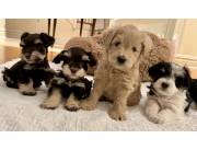 Adorables cachorros Schnauzer miniatura machos y hembras disponibles para adopción