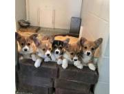 Adorables cachorros machos y hembras de Pembroke Welsh Corgi disponibles para adopción