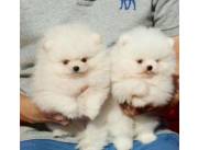 Adorables cachorros de Pomerania machos y hembras disponibles para adopción