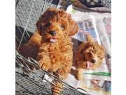 Adorables cachorros de caniche machos y hembras disponibles para adopción