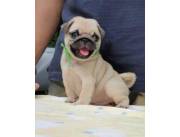 Adorables cachorros Pug machos y hembras disponibles para adopción