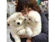 Adorables cachorros Samoyedo machos y hembras disponibles para adopción