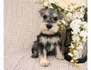 Adorables cachorros Schnauzer machos y hembras disponibles para adopción