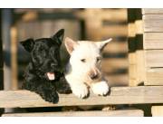 Adorables cachorros de Scottish Terrier machos y hembras disponibles para adopción