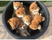 Adorables cachorros Shiba Inu machos y hembras disponibles para adopción