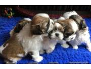 Adorables cachorros Shih Tzu machos y hembras disponibles para adopción