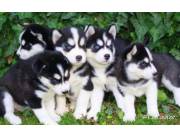 Adorables cachorros de husky siberiano machos y hembras disponibles para adopción