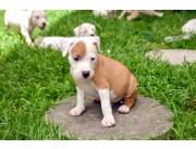 Adorables cachorros de Staffordshire Bull Terrier, machos y hembras, disponibles para adop