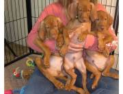 Adorables cachorros Vizsla machos y hembras disponibles para adopción