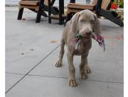 Adorables cachorros Weimaraner machos y hembras disponibles para adopción