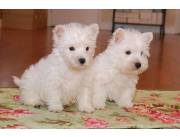 Adorables cachorros machos y hembras de West Highland White Terrier disponibles para adopc