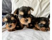 Adorables cachorros Yorkshire Terrier machos y hembras disponibles para adopción