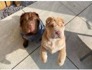 Adorables cachorros Shar Pei machos y hembras disponibles para adopción