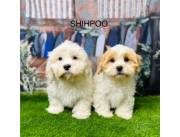 Adorables cachorros Shihpoo machos y hembras disponibles para adopción