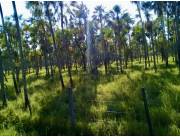 Campo Ganadero/Forestal en Toro Pampa - 6425 Ha.