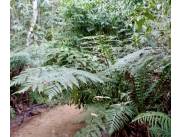 Terreno Rural en Paraguari - 15 Ha.