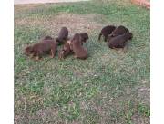 Cachorros doberman - DOBERMAN