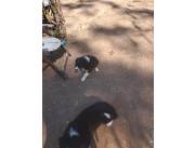 Perros Border collie, cachorro macho a la venta