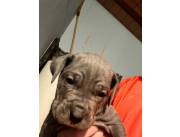 Cane corso italianos blue