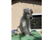 Cachorro Fox Terrier!!