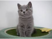 Estimados fans de los British Shorthair: