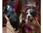 BEAGLES / BEAGLE TRICOLORES