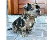 AMERICAN BULLY HEMBRA MERLE