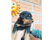 ROTTWEILER PUROS, DISPONIBLES