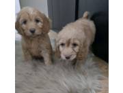 Cachorros de Cockapoo en adopción