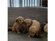 Cachorros de Cockapoo en adopción