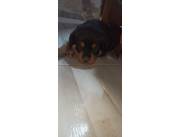 ROTTWEILER CACHORROS