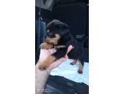 ROTTWEILER 100% PUROS