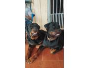 Cachorros Rottweiler