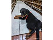 Cachorritos Rottweiler pura raza