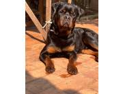 ROTTWEILER HEMBRAS Y MACHOS