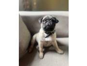 PUG HEMBRAS Y MACHOS