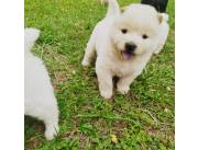 CHOW CHOW