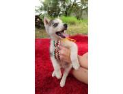 HUSKYS BELLOS
