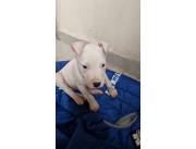 DOGO ARGENTINO