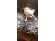 CHIHUAHUA
