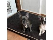 BULLDOG BELLOS