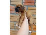 BOXER HEMBRAS Y MACHOS