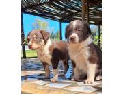 Cachorros Border Collie Chocolate