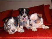 Cachorros Pastor Australiano Blue Heeler