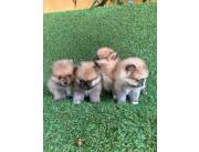 Cachorros Pomerania lulú