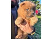 Cachorros Chow Chow