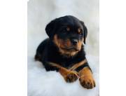 Cachorros rottweiler