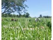 Campo Agrícola/Ganadero en Mbuyapey - 430 Ha.